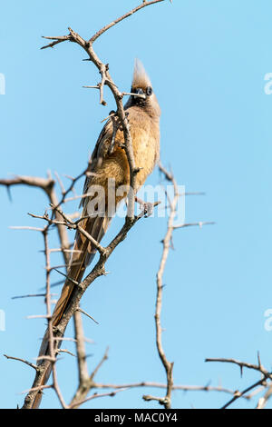 Portrait von GESPRENKELTEN Maus Vogel auf trockenen blattlosen Thorn Tree Branches thront agains und blauer Himmel bei Imfolozi-Hluhluwe game reserve in Zululand, Stockfoto