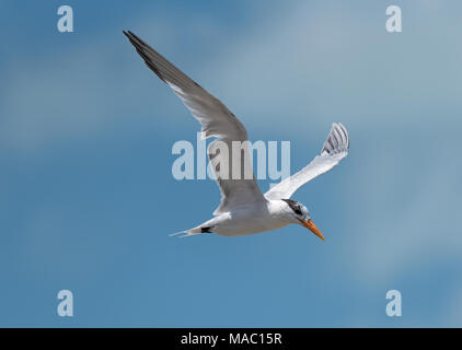 Royal tern (Thalasseus maximus) fliegt über den Golf von Mexiko. Stockfoto