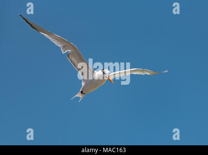 Royal tern (Thalasseus maximus) fliegt über den Golf von Mexiko. Stockfoto