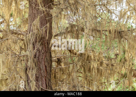 Pine Tree deckt mit der alte Mann Bart Flechten (Dolichousnea longissima) in Point Lobos State Naturpark, California, United States. Stockfoto