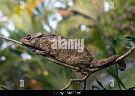 Parson's Chamäleon (Calumma parsonii), (Chameleonidae), endemisch auf Madagaskar, Ankanin Ny Nofy, Madagaskar Stockfoto