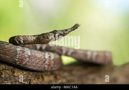 Weibliche madagassischen Leaf-gerochene Schlange (Langaha madagascariensis) mit seiner abgeflachten, Blatt geformte Schnauze, Colubridae Familie, Ankanin Ny Nofy, Madagaskar Stockfoto