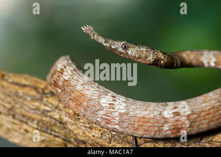 Weibliche madagassischen Leaf-gerochene Schlange (Langaha madagascariensis) mit seiner abgeflachten, Blatt geformte Schnauze, Colubridae Familie, Ankanin Ny Nofy, Madagaskar Stockfoto