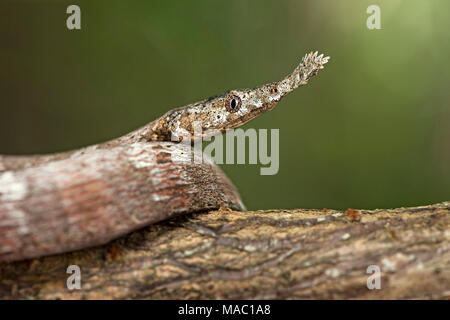 Weibliche madagassischen Leaf-gerochene Schlange (Langaha madagascariensis) mit seiner abgeflachten, Blatt geformte Schnauze, Colubridae Familie, Ankanin Ny Nofy, Madagaskar Stockfoto