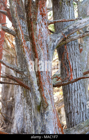 Monterey Zypressen (Cupressus macrocarpa) Abdeckung mit grünalge (Trentepohlia aurea), Point Lobos State Naturpark, California, United States. Stockfoto