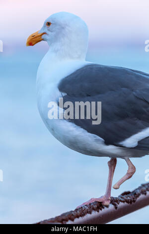 Western Möwe (Larus occidentalis), mit einer fehlenden zu Fuß, auf dem Metall Zaun an einem Pier in San Francisco, Kalifornien, USA Stockfoto