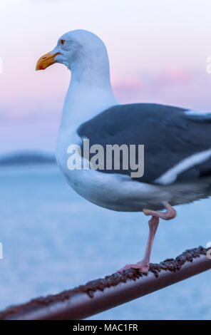 Western Möwe (Larus occidentalis), mit einer fehlenden zu Fuß, auf dem Metall Zaun an einem Pier in San Francisco, Kalifornien, USA Stockfoto