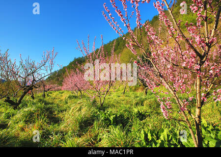 Die schöne Landschaft von Pink, Rosa Pfirsichbäume pfirsichbäume unter den Bergen mit Gras im Frühling wächst Stockfoto