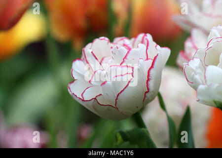 Tulpe weiß mit einem rosa in der Nähe auf einem grünen Hintergrund es horizontal ist. Klasse "anceline'. Makro. Familie Liliaceae. Tulipa. Stockfoto