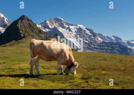 Ein brauner Berg Kuh grasen auf einer Alm in den Berner Alpen im Sommer. Jungfrau im Hintergrund. Lauterbrunnen, Schweiz Stockfoto