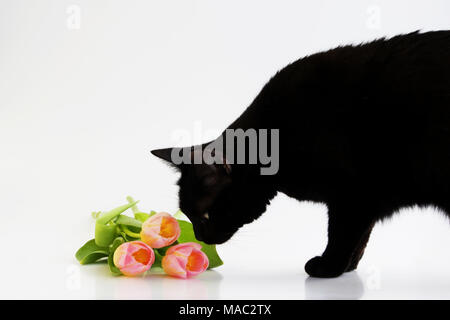Drei pink orange Tulpen und eine schwarze Katze, die Sie Gerüche auf einem weißen Hintergrund. Stockfoto