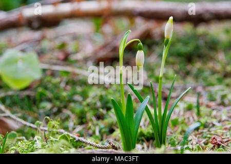 Schönen blühenden Weißen märzenbecher Blumen im Frühling. Stockfoto