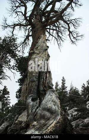 Toter Baum in den Wäldern von Yosemite National Park mit einem schönen verwitterten Textur oder Struktur Stockfoto