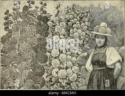 . Dreer die vierteljährlichen Großhandel für Floristen und Gärtner. DREER SaPERB's R0LI2YHOGKS. Paar winterharte Pflanzen kombinieren, wie viele gute Qualitäten eignen sich so bereitwillig zu vielfältig verwendet, oder sind als frei von der Krankheit als die Malve. Für die Bepflanzung von Zeilen oder Gruppen auf dem Rasen oder für zwischendurch unter Gebüsch, Sie sind von unschätzbarem Wert. Die Blumen, die sind so elegant in der Form wie eine Kamelie, form perfekte Rosetten, und haben so viel verbessert worden, dass sie Wunder der Schönheit und Eleganz. Erröten. Leuchtend Rot. Kardinal. Rosa. Royal Purple. Scharlach. Schwarz. Crimson. Kastanienbraun. Rose. Lachs. Weiß. Stockfoto