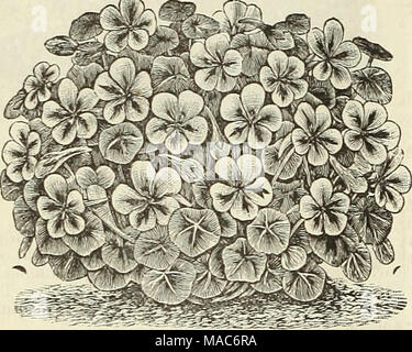 . Dreer die vierteljährlichen Großhandel für Floristen und Gärtner. MI0N 6 nette "Machet." Makiqold. Handel pkt. Resede.- Sweet-Scented Machet (true). Diese Sorte, die wir besonders empfehlen können wir für die Topfkultur 30 Mimosa Pudica (sensible Pflanze) 10 Mimulus, Wahl 25 Moschus Anlage 25 Handel pkt gemischt. Pro Unze - Zwerg oder Kapuzinerkresse Tom Thumb. Scarlet' 25 Ruby King 30 Scharlach, mit goldgelben Laub 25 Kaiserin von Indien, die sehr hest Vielfalt für Floristen; Blumen hell Crimson, mit sehr dunklen samtweiche Laub, eine feine Topfpflanze 15 30 beschmutzt 25 Gelb 25 Golden King 25 König von Zu Stockfoto