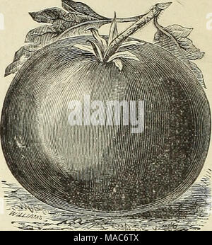 . Dreer die vierteljährlichen Großhandel für Floristen und Gärtner. Liyixgstox's Beauty Tomate. Tomate. Oz. Lb. Acme 20 2 50 Kardinal 20 2 50 Dreer der ausgewählten Trophy 20 2 50 Liebling 20 2 50 Golden Queen 30 3 50 Livingston's Beauty 20 2 50 Perfektion 20 2 50 Mayflower 20 2 50 Mikado 20 2 50 Optimus 20 2 20 2 50 50 Paragon Paragon ausgewählten 30 3 50 Anführer 40 4 00 Tabak. Anschl. Saatgut Blatt 25 2 50 Glessner's Penn. Saatgut Blatt 25 4 00 importierte Havanna 40 4 50 Rübe. Lb. Extra früh Lila Top München 15 50 Kxlra Earlv Mailand 15 50 Frühe Rod oberen flachen Gurt Blatt 15 50 frühen weißen, flachen holländischen:. . Stockfoto