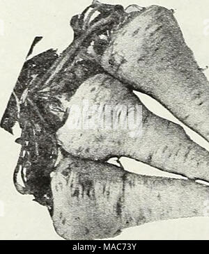 . Dreer die Neuheiten und Spezialitäten für 1948: drei hervorragende Zinnien für jeden Garten. P Pastinake, alle Amerikanischen • k 609 Pastinaken - alle amerikanischen 130 Tage. Dies ist eine Verbesserung auf hohlen Krone de-Entwicklung von sauberen, weißen Wurzeln von ausgezeichneter Qualität. Die Wurzeln sind frei von Faser- und Sie haben einen Kern so klein, dass sie kaum wahrnehmbar ist. Das Fruchtfleisch ist süß und sehr zart. Pastinaken erfordern eine lange Vegetationsperiode. Wurzeln im Boden bleiben, bis starker Frost behindert, sie zu nehmen. Der Geschmack ist bv Frost verbessert. Pkt. 10 c; Oz. 30 c; Y!b, 90 c, lb. S 5.00. 24 Dreer die zuverlässigen pflanzlichen Se Stockfoto