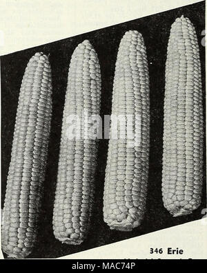 . Dreer die Neuheiten und Spezialitäten für 1948: drei hervorragende Zinnien für jeden Garten. 346 Erie Hybride Zuckermais Als köstlichen süßen Mais als Sie jemals mit langen, zylindrischen, leicht Spitz die Ohren eng mit 12 oder 14 Zeilen der tiefen, Dünnhäutigen Kernel schön cremig-gelb Farbe gekostet. Die Pflanzen werden willst - beständig, kräftig, und mehr Trockenheit widerstandsfähiger als die meisten anderen Sorten. Es ist für eine Vielzahl von Bedingungen angepasst und hat durchweg Outyielded die bekannten Goldenen Kreuz Bantam. Pkt. 20 c; y. lb. 4 Sc; lb. 8 Sc; 2 Pfund $ 1,60; 5 lbs 4,00 $. 20 Dreer die zuverlässigen Ve Stockfoto