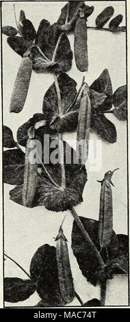 . Dreer die Neuheiten und Spezialitäten für 1948: drei hervorragende Zinnien für jeden Garten. Pe i Freezonian Stockfoto