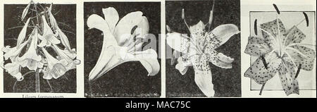 . Dreer die Neuheiten und Spezialitäten für 1948: drei hervorragende Zinnien für jeden Garten. Lilium Lilium formosanum Wiederverkauf Regal Lily Lily Tigrinuiii nibrum Speciosum zeigen ich ger Lily zauberhafte Rosen für Ihren Garten Lilien sind so einfach wie jede andere Art von Birnen wachsen ii An der empfohlene Tiefe in guten Gartenboden gepflanzt. Gülle, außer wenn gründlich verfault, sollte nie gemischt mit der Erde, wo sie gepflanzt werden. Aber wie ein Winter Boden Mulchen von weM-verrottetem Dünger, die sich im frühen Frühjahr getroffen wird. Eine poröse, vv^ ell durchlässigen Boden reich an Humus ist wichtig. Sie sind showv Garten planen Stockfoto