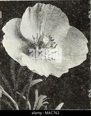 . Dreer die Neuheiten und Spezialitäten für 1948: drei hervorragende Zinnien für jeden Garten. Â" * Stockfoto