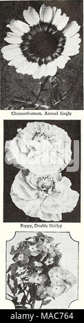 . Dreer die Neuheiten und Spezialitäten für 1948: drei hervorragende Zinnien für jeden Garten. Phlox Sammlung lo. 4724 Dreer die zehn besten Jahrbücher Aster, Ende Verzweigungen gemischt Candytuft, riesige Hyazinthe Flwd. Dianthus Hcddewigi, Doppel Mixed Gaillardia, Double-Flwg. Gemischte Hunnemannia fumariaefolia Larkspur, riesige Imperial gemischt Petunia, Peerless Dreer die gemischten Salpiglossis, Gemischt, Eisenkraut, riesige Gemischt Zinnia, riesige Doppel Gemischtes pkt. Jedes dieser Frei blühend, leicht zehn Besten einjährigen Pflanzen wachsen, Wert $ 1,45 .00 Dreer Blumen Samen gesendet werden Postpaid 13. Stockfoto