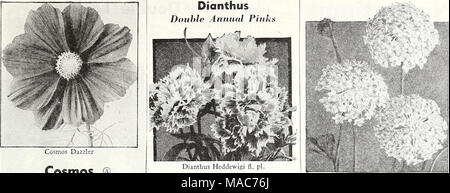 . Dreer die Neuheiten und Spezialitäten für 1948: drei hervorragende Zinnien für jeden Garten. Cosmos® Extra-Early Riesen Sensation Die frühesten des Kosmos mehrere Wochen vor allen anderen blühen. Hat wirklich wunderbare Blüten von außergewöhnlicher Größe und künstlerischen gut abgerundete Form. Eine herausragende neue Art. 3 bis 4 ft. 2037 Crimson. Eine sehr reiche Farbe. 2046 Dazxier. Die gut-gebildet, breit-blättrige Blüten sind ein ap-Läuten tief Amaranth crimson. 2038 Pinkie. Eine herrliche Hellrosa. 2039 Reinheit. Exquisite weiße Blüte -. Alle oben genannten Optionen: Pkt. ISc; große pkt. 30 c;% oz. 60 C. 2040 Sensation gemischt. Enthält eine Stockfoto