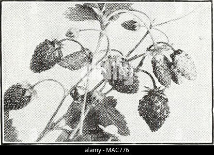 . Dreer die Neuheiten und Spezialitäten für 1948: drei hervorragende Zinnien für jeden Garten. Erdbeere, Baron Solemacher Erdbeere ["^^1 4038 Baron Solemacher eine runnerless everbearing Erdbeere von kompakten Wachstum, in den Blumen oder Gemüse gar ausgeschlossen - Höhle. Trägt kleine, langen, spitzen Früchte eines herrlichen Wilden - Erdbeer Aroma und Süße. Pkt. 25 c; große pkt. 75 C. Stockfoto