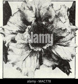 . Dreer die Neuheiten und Spezialitäten für 1948: drei hervorragende Zinnien für jeden Garten. Petunia, Riesen von Kalifornien petunien® Single Riesen von Kalifornien eine ausgezeichnete Sorte mit Blumen messen 4 bis 6 in. über so viel Substanz, dass sie Wunder-voll Rüschen und Fransen. 3391 Crimson Glory. Brillante Auto - Grube - Rot mit kontrastierenden tiefer Venen. Sehr hervorragend. 3400 Lärm. Riesige lusc'ius Lachs - Rose mit fein gezeichneten Creme Hals. Außergewöhnlich starke gekräuselten Blüten. 3392 Maryiyn. Ansprechende Mammut Blumen von Rich rose - rosa mit Schwarz geäderten gelbe Kehle. Ein das Stockfoto