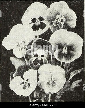 . Dreer die Neuheiten und Spezialitäten für 1948: drei hervorragende Zinnien für jeden Garten. Pansy® oder® 3234 Dreer Giant's Rainbow Mischung. Bett oder Grenze dieser ist ein wahrhaft inspirierenden Anblick. Der Bereich der Farben ist unbeschreiblich schön, die eine wirklich erstaunliche Anzahl von empfindlichen sowie satte Farbtöne. Die Form der einzelnen Blüten ist perfekt - alle - ing gut abgerundet und der Größe. Die kompakte Pflanzen einfach mit Blumen und der früh blühenden Gewohnheit gibt Ihnen zusätzliche Wert abgedeckt. Pkt. SOc; große pkt. $ 1.25: % oz. $ 2.25. Stockfoto