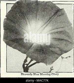 . Dreer die Neuheiten und Spezialitäten für 1948: drei hervorragende Zinnien für jeden Garten. Heavenly Blue Morning Glory Morning Glories - In Rot. Weiß und Blau Ipomoea @ § 3039 Scarlett O'Hara alle Amerika 1939 Goldmedaille Auswahl. Hat sehr große, brillante Wein rote Blüten 3^/^-4 Zoll im Durchmesser. Kräftige, blühende frei ab Mitte Sommer bis zum Frost. Pkt. ISc;] 4 oz. SOc; 14 oz. 8 Sc. 3032 Pearly Gates nur wenige neue Blumen je wurden mit so viel enthu-siasm als dieses hervorragende weiß Morgen Herrlichkeit, die die Silbermedaille im 1942 erhalten alle. Amerika Auswahl erhalten. Es ist eine kräftige Züchter mit Stockfoto