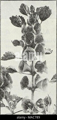 . Dreer die Neuheiten und Spezialitäten für 1948: drei hervorragende Zinnien für jeden Garten. Bell von Irland ich^^ 1r Vi^^^>' m m^A'â^l^^^ Ich^^^^^^^^^^^^^ bbh Hjl Adr. il Blume Q Â® = jährliche; (Â§)= Biennale; [hhp]=Half-Hardy Staude; [hp] = winterharte Staude; [TP] = Ausschreibung mehrjährig Stockfoto