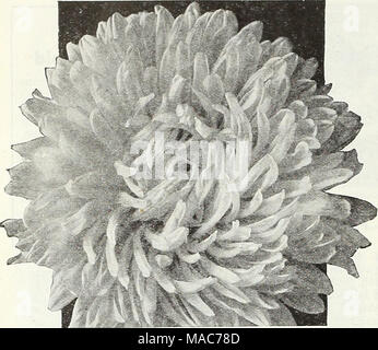 . Dreer die Neuheiten und Spezialitäten für 1948: drei hervorragende Zinnien für jeden Garten. A, 11, n,,, s Peerless Rosa Königin der Markt Aster® 1342 Ballet Queen eine herrliche neue Willst-res-stant Aster einer faszinierenden Tiefe lachs-rosa Farbe. Trägt eine große Menge von 3 J/2-Zoll Blumen auf kompakte Pflanzen. Nützlich für Bed-ding und Schneiden. Pkt. 25 c; große pkt. 75 C. Dreer ^s Sechs berühmten amerikanischen Astern® Astern sind unter den beliebtesten der jährlichen Garten Blumen. Sie geben einen wunderbaren Garten Anzeige und sind hervorragend zum Schneiden. Die sechs Sorten das unten ausgewählte Lor wurden diese spezielle positi Stockfoto
