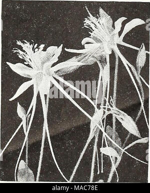 . Dreer die Neuheiten und Spezialitäten für 1948: drei hervorragende Zinnien für jeden Garten. Aquilegia longissima extra Schönheit Ihrem Garten hinzufügen Mit dieser herausragenden Blumen. Stockfoto