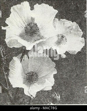 . Dreer die Neuheiten und Spezialitäten für 1948: drei hervorragende Zinnien für jeden Garten. Embothrium - Mexikanische Mohn Stockfoto