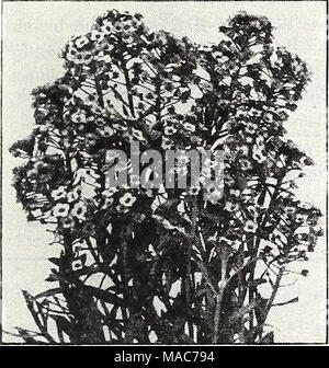 . Dreer die Neuheiten und Spezialitäten für 1948: drei hervorragende Zinnien für jeden Garten. Alyssum Violet Queen alyssum® A1078 Violett Königin. Ein am meisten Freude - ful, Zwerg, kompakte Süße Alyssum S Zoll hoch Vom frühen Sommer bis zum Frost mit Massen von liright blau-violette Blumen, die nicht einmal in der heißen Sonne verblassen. Pkt. 15 c; große pkt. 40 c; y^oz. 7 Sc; Oz. $ 2.25. Stockfoto