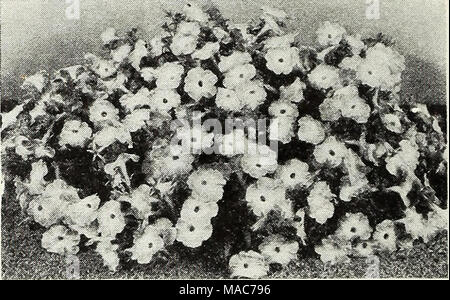 . Dreer die Neuheiten und Spezialitäten für 1948: drei hervorragende Zinnien für jeden Garten. 1. Stockfoto