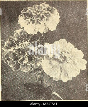 . Dreer die Neuheiten und Spezialitäten 1943 für eine schöne Blume Garten: V ist für ihren Sieg Gemüsegarten. Stockfoto