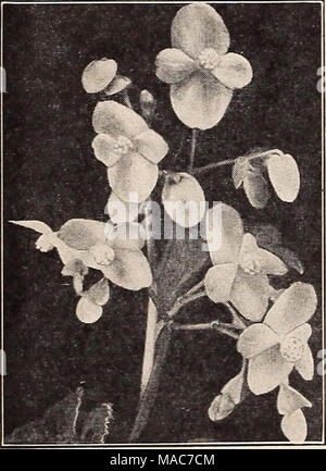 . Dreer die Neuheiten und Spezialitäten für ein schöner Garten: 1941103 Jahre Dreer Qualität Samen pflanzen Lampen. Summer-Flowering Glühlampen Hardy Begonia Evansiana alle Glühbirnen in diesem Katalog angeboten werden PREPAID gesendet, um die Sommer - Blüte - Glühlampen eine wichtige Klasse von Pflanzen dar, weil mit Birnen gute Ergebnisse einfach und schnell, ob Sie draußen in den Garten oder in Kübel zuhause gewachsen sind. Es gibt viele interessante und auffällige Themen auf diesen Seiten gegeben, aber wir wollen die caU auf ihre besondere Aufmerksamkeit unsere Liste von Dahlien und Gladiolen. "AmaryW lSâHippeastrum 40-000 Dreer's Gold Stockfoto