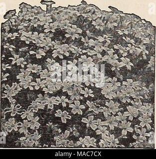 . Dreer die Neuheiten und Spezialitäten für ein schöner Garten: 1941103 Jahre Dreer Qualität Samen pflanzen Lampen. Miniatur Studentenblume, Sammetblume signata pumila Siehe Seite 8 für die neuesten Kreationen in Ringelblumen Â"!/.. Neue Calendula, Orange Shaggy Calendula Scotch Ringelblume, Pot marigold (a) Calendulas am beliebtesten sind Winterharte Einjährige ununterbrochen blühen von Juni bis harten Frost. Wächst 1 bis 2 Meter hoch. 1561 Apricot Queen. Sehr große, breit-blättrige Blüten in hellen Apricot, Vertiefung in Richtung Zentrum. Brown Eyed. Pkt. 10 c; Oz. 25C. 1589 Golden King. Reich Goldgelb. Pkt. 10 c;^oz. 25 c; Oz. Stockfoto