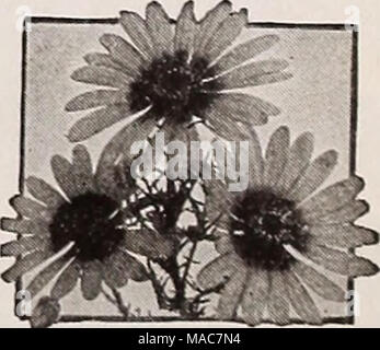 . Dreer die Neuheiten und Spezialitäten für 1937. Ursinia anethoides Ursinia® Sehr schönes Südafrikanischen Jährliche mit den populären Namen Juwel der Veldt 4337 Anethoides Schöne daisy Blüten mit satten orange-gelben ray Blütenblätter und eine Krone von Deep Purple-beschmutzte Jet schwarz. Blüht den ganzen Sommer und Herbst. Hat zierliche Spitze - wie Laub und wächst 10 Zoll hoch. Pkt. 15 c; Spezielle pkt. 60 C. A = Geeignet für Rock Garden;® = Geeignet für Semi-Shade; i = Geeignet für Schatten; + = Kann sein "eigenes im Spätherbst; § = Klettern Anlage* Stockfoto