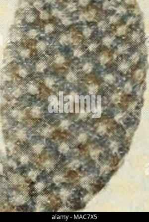 . Dreer Hochsommer Liste 1934. Ich'. iirirn I, ir-Cactus Opuntia Microdasys - Hase Ohr Cactus. Ein beliebtes und auffällige Cactus mit dicken schweren Gelenke der ellip- form. Helles Grün mit goldenen gelbe Borsten, die es den Namen von Orange Kaktus, auch als Bunny Ohren bekannt aufgrund der jungen Wachstum geben. Ein gutes Haus. Rufida. Ähnlich microdasys aber mit bräunlich Borsten. Basilaris. Ähnlich microdasys hat aber blauen Lappen. Subulata. Runde Stängel mit fleischigen Blättern an der Spitze. Monocantha variegata. Ähnelt auch Microdasys, aber die Stiele sind marmoriert Creme und Grün. Stockfoto
