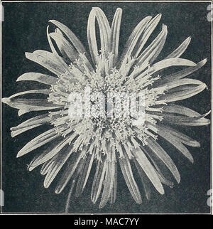 . Dreer die Neuheiten und Spezialitäten 1934. Aster, Riesen kalifornische Sonne Riesen kalifornische Sonne Aster 1450 Pflanzen dieser neuen Rasse wachsen drei Fuß hoch und Blüten tragen lange, steife Stiele, Bewundernswerter zum Schneiden. Die einzelnen Blüten sind enorm, vier bis sechs Zoll im Durchmesser. Die Farbe in diesen neuen Astern ist unglaublich schön. Ein Dual Tone Wirkung wird durch die kontrastierenden Farbtönen der Disc-hke Zentrum und der Außen- oder guard Blütenblätter. Sie unterscheiden sich in Farbe, in Graustufen Zauberin - Rosa, Apfelblüte, tief, blau, Rose und Lavendel, aber die Disc, manchmal leicht gelb, Som Stockfoto
