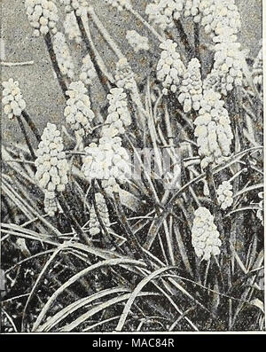 . Dreer Hochsommer Liste 1931. MuscARi, Traubenhyazinthen IMuSCciri (Hyazinthen) Einer der schönsten Frühling Blumen- Zwiebeln, wachsende ca. 6 Zoll hoch, und oben werfen zahlreiche Spitzen der Blumen, eine Miniatur invertiert Bündel ähneln der Trauben. Sie sind vollkommen winterhart, und aus diesem Grund sie weitgehend für die Einbürgerung, besonders unter dem Gras und in Wäldern oder anderen schattigen Plätzen eingesetzt werden, auch in den Steingarten. Armeniacum. Lange stammte Traubenhyazinthen der tiefen Kobaltblau, en-durch weiße Schnürung an der Öffnung des Glocken aufgelockert. Herrlich duftend. Sehr la Stockfoto