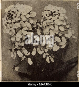 . Dreer der Großhandel Preisliste/Henry A. Dreer. . Kaiserin CANDYTUFT Für vollständige Beschreibungen und Abbildungen finden Sie auf unserer Garten Buch für 1913. Stockfoto