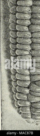 . Dreer Hochsommer Liste 1931. Kresse 357 Kxtra gewellt oder Peppergrass. Klein fein gewellte Blätter von sehr angenehmen Geschmack. Viel in Kombination mit Weiß London Senf in Salaten verwendet, oder zum Garnieren. Pkt., 10 cts.; Oz, 15 cts.; ich Lb, 35 cts.; lb., $ 1,00. 358 Hochland Kresse. Den Geschmack von Wasser Kresse, und wird in einem guten Boden wachsen. Pkt., 10 cts.; j oz., 20 cts.; Oz, 30 cts.; ich Lb., $ 1,00. 359^{Prunnenkresse Sbter Kresse). Erfordert einen Stream von fließendem Wasser, graben oder Teich, in dem es wiU ohne Pflege wachsen, oder einem schattigen Lage, die reichlich gegossen werden sollte. Pkt., 10 cts.; J oz., Stockfoto