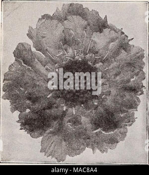 . Dreer Hochsommer Liste 1932. Stokesia (kornblume Aster) pro Pck. 4051 Cyanea. Dies ist ein wunderschönes, winterharte Stauden. Die Pflanze wächst über 24 Zoll hoch, jedes Lager vom 20. bis 30 stattlichen Lavendel-blau Mais - Blume - wie Blüten, blüht von Juli bis zum Frost. Einer der erlesensten Themen für die Hardy Grenze und unverzichtbar für Schneiden, ich Oz, 75 cts 0 $ 15 4052 Cyanea Alba. Ein reines Weiß - blühende Form, ich Oz, 75 cts 15 4060 Cyanea gemischt. Mit einer Reihe von Farben. J oz, 75 cts.. . 15. Bestände (Cilliflower) Der Bestand ist eine der beliebtesten Sommerblumen, entweder für Bettzeug oder Topf cultu Stockfoto