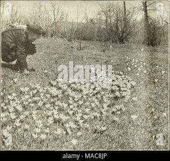 . Dreer's Mitte Sommer Liste 1928. Gemischte Crocus im Gras Chionodoxa (Herrlichkeit der Schnee) Luciliae-. Eine der schönsten unserer Frühling-Blumen- Zwiebeln, in Blume kommt bald nach der Schnee verschwunden ist. Wächst gut in jeder guten Gartenboden, und wenn einmal gepflanzt Re - erfordert keine weitere Pflege. Blumen von leuchtenden Himmel-blau, mit Weiß. 50 cts. Pro dtz.; $ 3,00 pro 100; $ 25.00 pro 1000. Dielytra oder Campanula pyramidalis Californica {blutende Herz, oder Dichtung Blume). Eine altmodische Favorit; seine langen blütenständen von Anmutigen herzförmigen rosa Blumen sind immer attraktiv; es ist weitgehend für forci verwendet Stockfoto