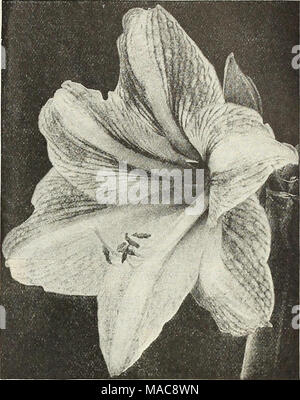 . Dreer Hochsommer Liste 1927. St. Brigid Anemonen eine gefeierte Irische Belastung der halbgefüllte Blüte Mohn Anemonen, in einer Vielzahl von bezaubernden Farben und reicht von reinem Weiß zu tiefsten maroon, einschließlich aller Zwischentöne, wie Rose, Rot, Rosa, Blau, usw., usw. Sie benötigen die gleiche Behandlung wie die Poppy Anemonen über angeboten. Gemischte Farben, $ 1,00 pro dtz.; $ 6,50 pro 100. Stockfoto