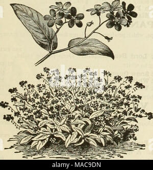 . Dreer's Mitte Sommer Liste 1925. Myosotis (Vergissmeinnicht) PentstemOn (Bart Zunge) Sehr nützliche und attraktive Stauden im hardy Grenze. 3532 Gloxinioides "Sensation." Als Beetpflanze dieser Rang nimmt mit der Petunia, Phlox, etc. Es wächst ungefähr 2 Fuß hoch, jeder Zweig wird ein Spike von großen, Gloxinia - wie Blumen in einem sehr breiten Spektrum von hellen Farben wie Rosa, Rot, Karmin, Cherry Pink, Lila, Lila, etc. 2 pkts., 25 cts 15 3533 Barbatus Torreyii. Spikes der leuchtenden Korallen rot, sehr effektiv; Juni bis August; 3 bis 4 Fuß 10 3540 gemischt. Eine große Vielfalt von Arten ein Stockfoto